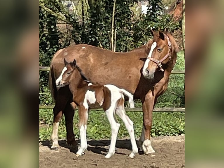 Belga Mix Stallone Puledri (03/2026) 155 cm Pezzato in Wechelderzande