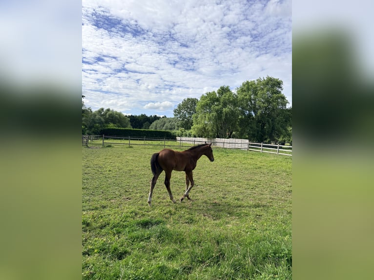 Belga Stallone Puledri (01/2026) Baio in Sint-Truiden