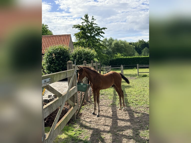 Belga Stallone Puledri (01/2026) Baio in Sint-Truiden
