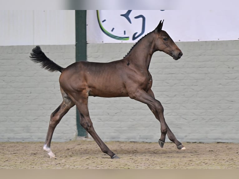 Belga Stallone Puledri (06/2026) Baio in Waddinxveen