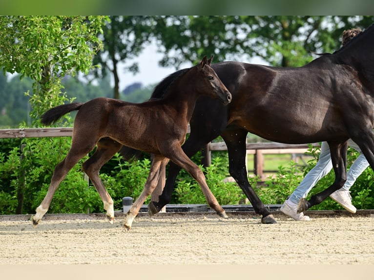 Belga Stallone Puledri (04/2026)  in Bladel