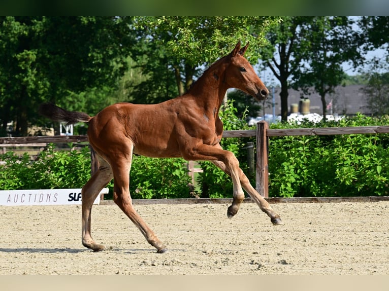 Belga Stallone Puledri (04/2026)  in Bladel