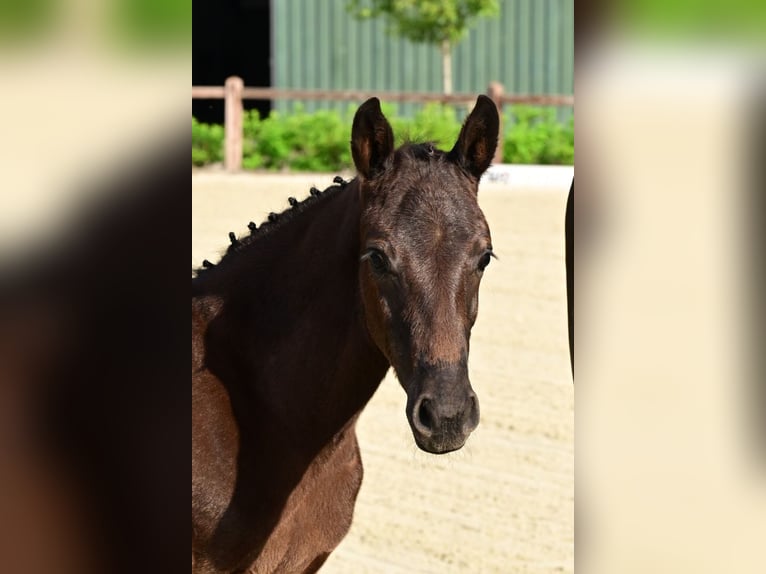Belga Stallone Puledri (04/2026)  in Bladel