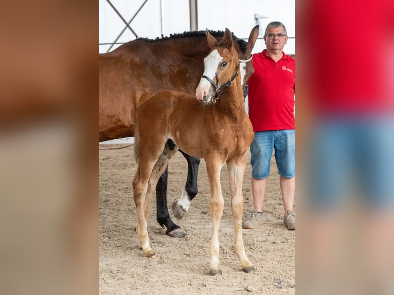 Belga Stallone Puledri (05/2026)  in GROTE-BROGEL