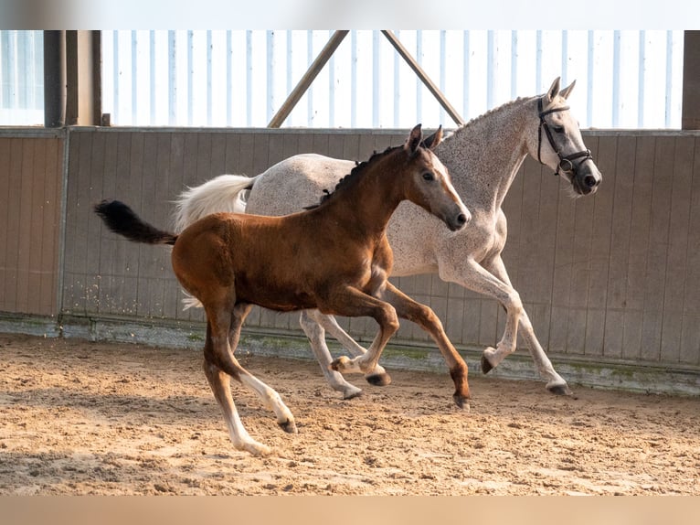 Belga Stallone Puledri (04/2026)  in GROTE-BROGEL
