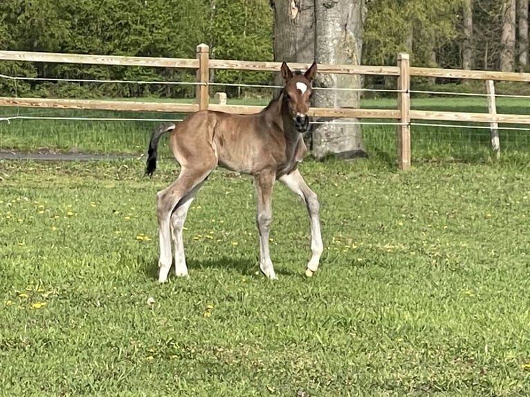Belga Stallone Puledri (04/2026) Champagne in Aalter
