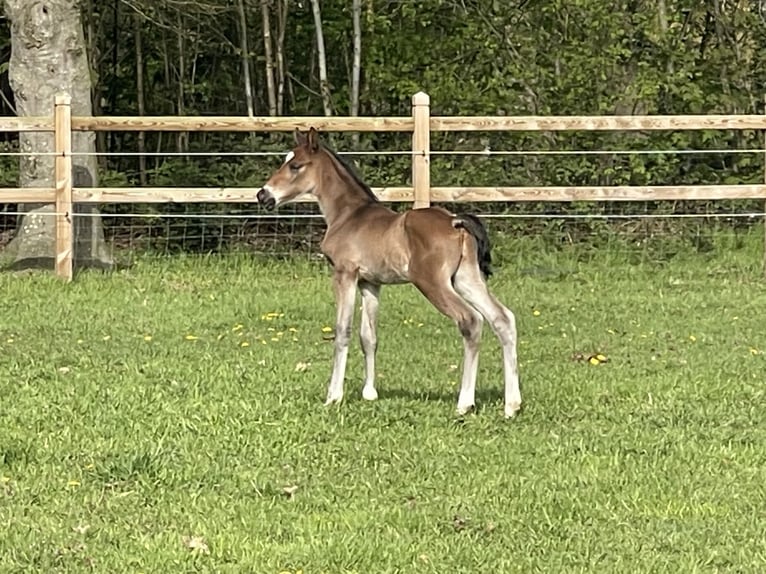 Belga Stallone Puledri (04/2026) Champagne in Aalter