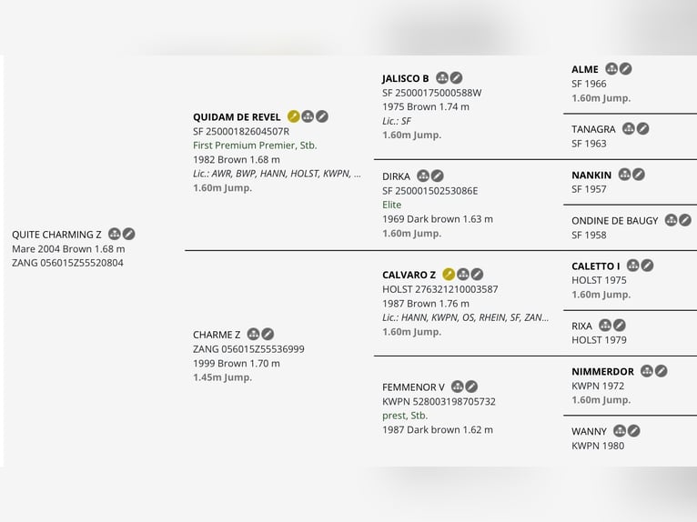 Belga Stallone Puledri (04/2026) Champagne in Aalter
