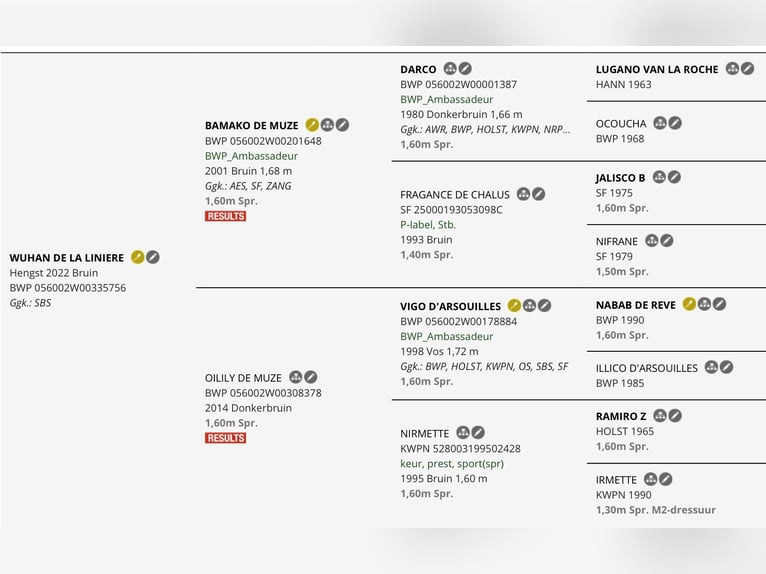 Belga Stallone Puledri (04/2026) Champagne in Aalter
