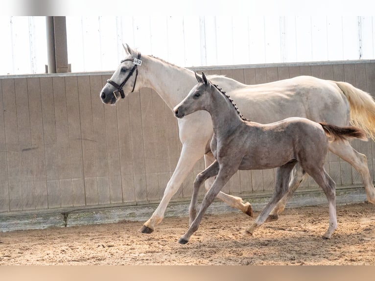 Belga Stallone Puledri (04/2026) Grigio in GROTE-BROGEL