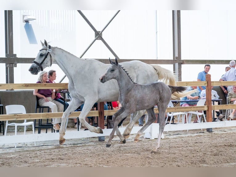 Belga Stallone Puledri (04/2026) Grigio in Kaulille