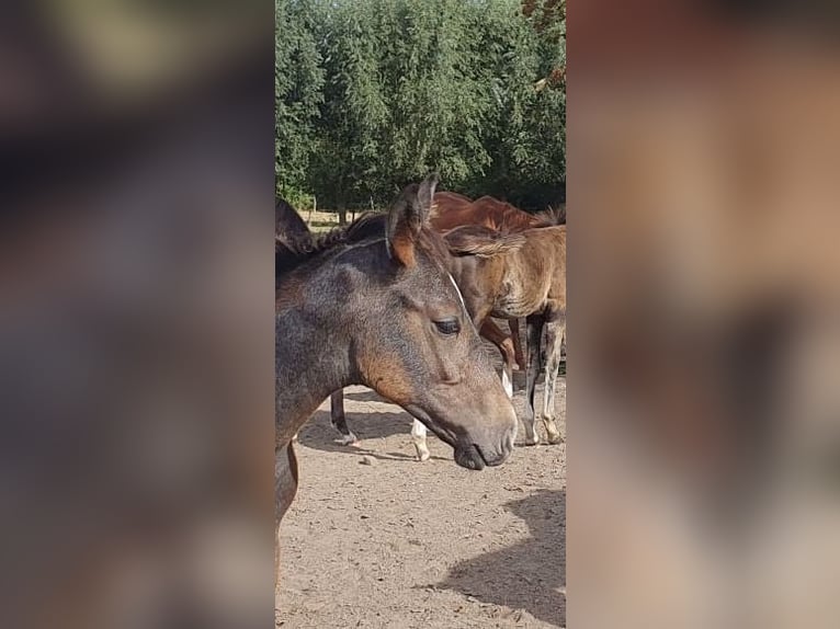 Belga Stallone Puledri (05/2026) Leardo in landegem