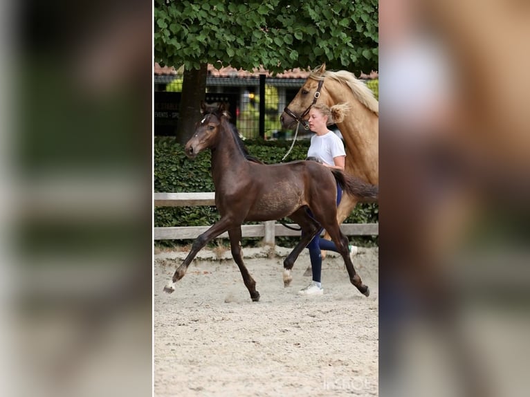 Belga Mix Stallone Puledri (04/2026) Morello in Olen