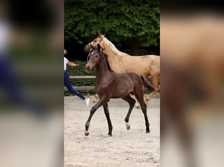 Belga Mix Stallone Puledri (04/2026) Morello in Olen