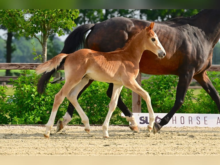 Belga Stallone Puledri (04/2026) Palomino in Bladel