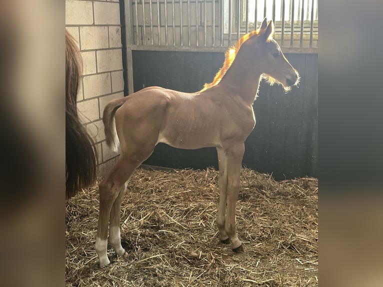Belga Stallone Puledri (06/2026) Sauro in Tessenderlo