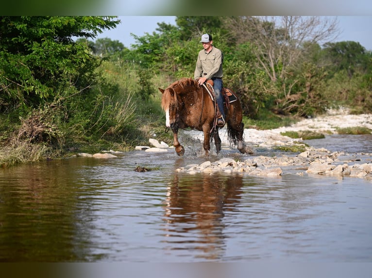 Belgian Draft Mix Gelding 10 years 15,2 hh Sorrel in Canyon