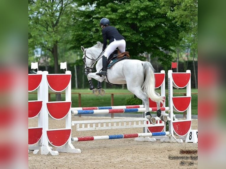 Belgian Draft Gelding 10 years 16 hh White in Oshkosh