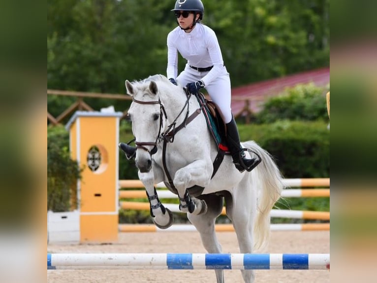 Belgian Draft Gelding 10 years 16 hh White in Oshkosh