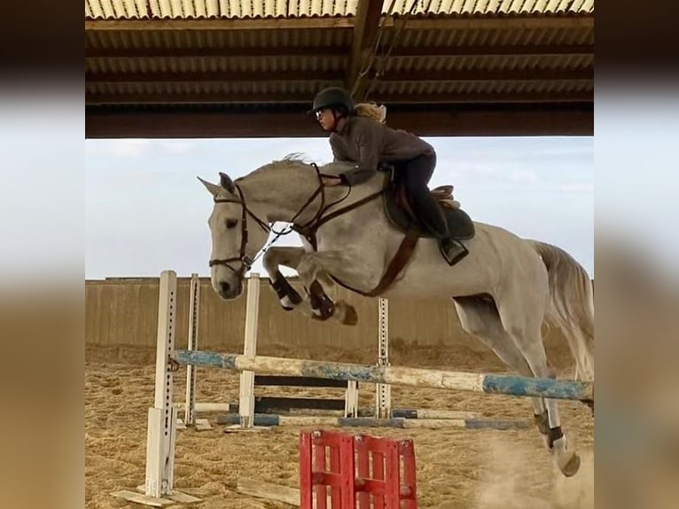 Belgian Draft Gelding 10 years 16 hh White in Oshkosh