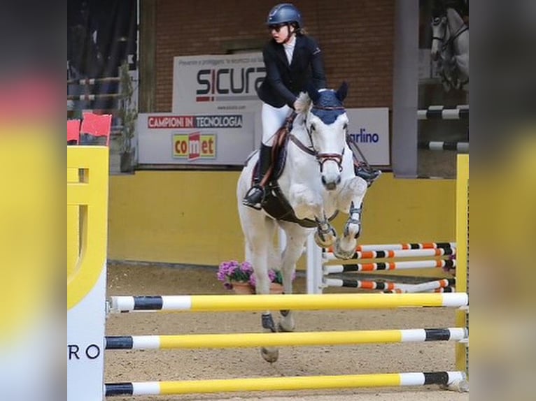 Belgian Draft Gelding 10 years 16 hh White in Oshkosh