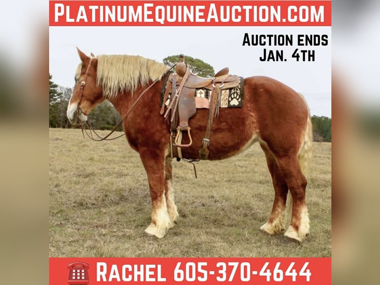 Belgian Draft Gelding 10 years Chestnut in Rusk