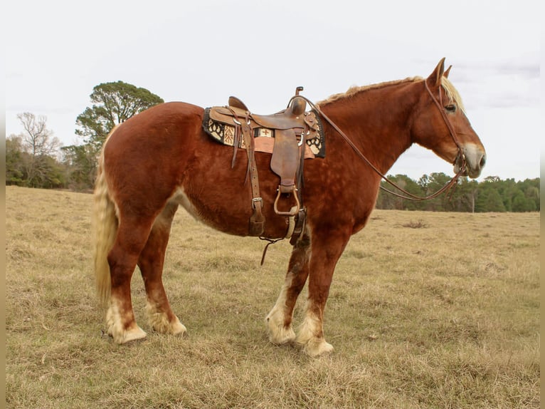 Belgian Draft Gelding 10 years Chestnut in Rusk