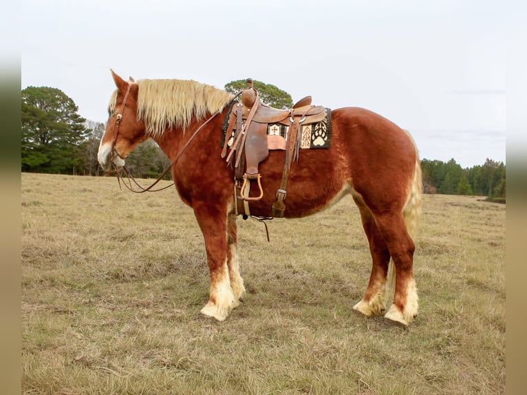 Belgian Draft Gelding 10 years Chestnut in Rusk