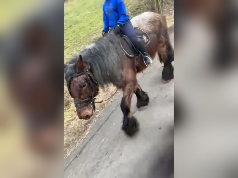 Belgian Draft Gelding 11 years 16,2 hh in Obertilliach