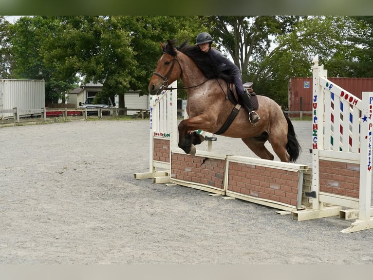 Belgian Draft Mix Gelding 11 years Roan-Red in Tuscarora