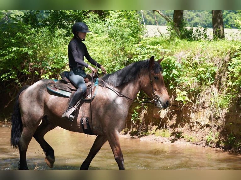 Belgian Draft Mix Gelding 11 years Roan-Red in Tuscarora