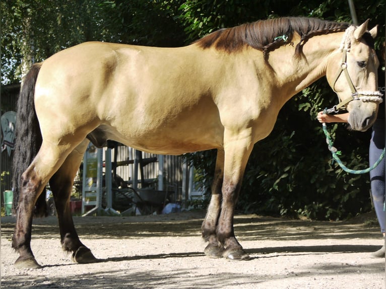 Belgian Draft Gelding 12 years 16,2 hh Dun in Leverkusen