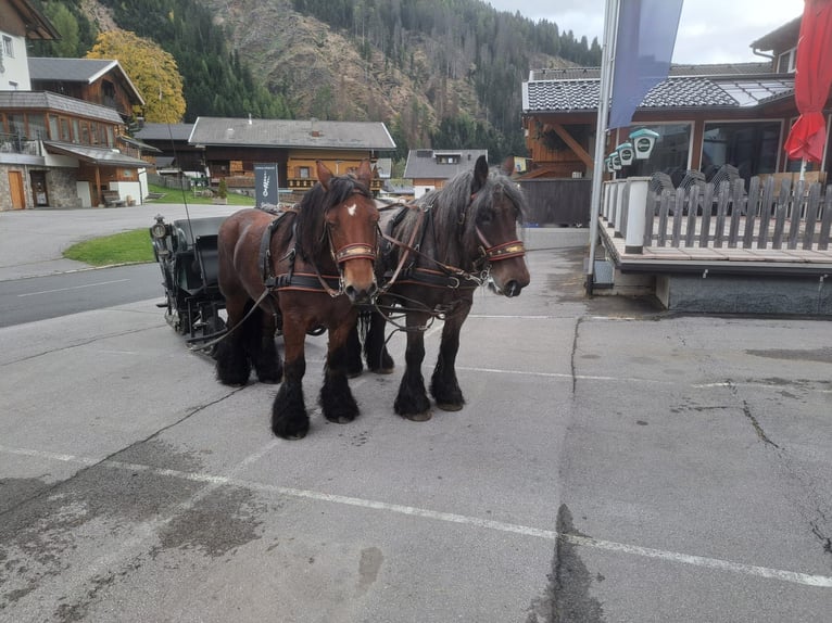 Belgian Draft Gelding 12 years 16,2 hh in Obertilliach