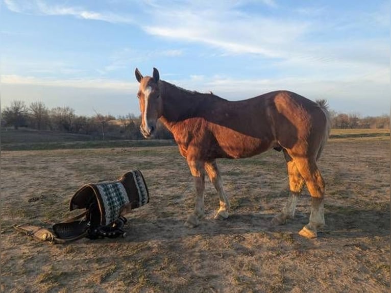 Belgian Draft Mix Gelding 13 years 16 hh Brown in Lawson