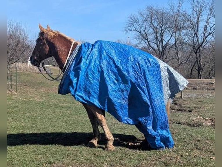Belgian Draft Mix Gelding 13 years 16 hh Brown in Lawson