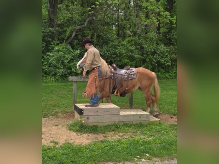 Belgian Draft Gelding 13 years 16 hh Sorrel in Chambersburg