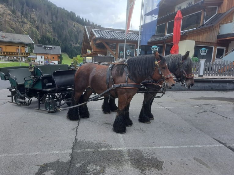 Belgian Draft Gelding 13 years in Obertilliach