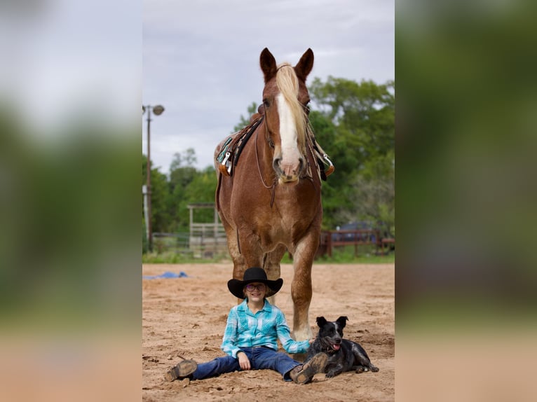 Belgian Draft Gelding 17 years Roan-Red in Huntsville TX