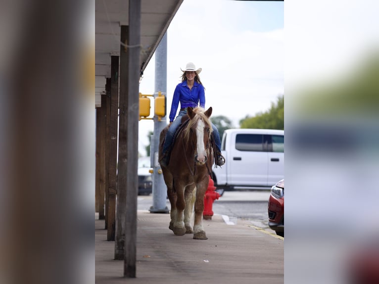 Belgian Draft Gelding 17 years Roan-Red in Huntsville TX