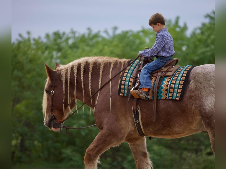 Belgian Draft Gelding 17 years Roan-Red in Huntsville TX