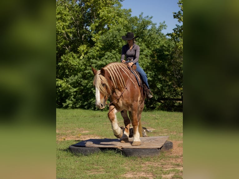 Belgian Draft Gelding 17 years Roan-Red in Huntsville TX