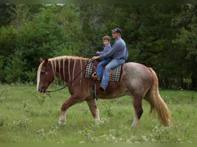 Belgian Draft Gelding 17 years Roan-Red in Huntsville TX