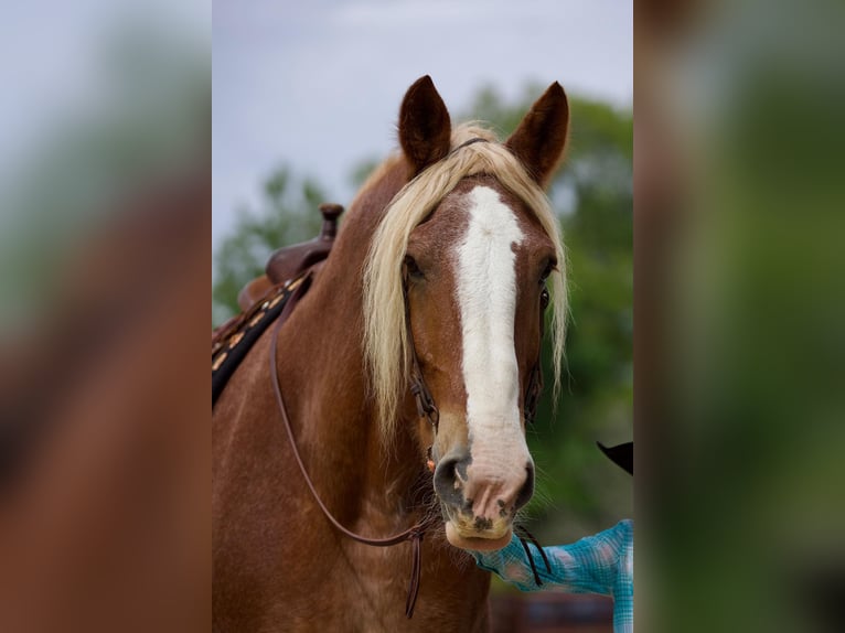 Belgian Draft Gelding 17 years Roan-Red in Huntsville TX