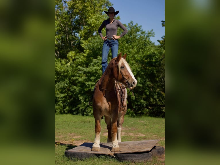 Belgian Draft Gelding 17 years Roan-Red in Huntsville TX