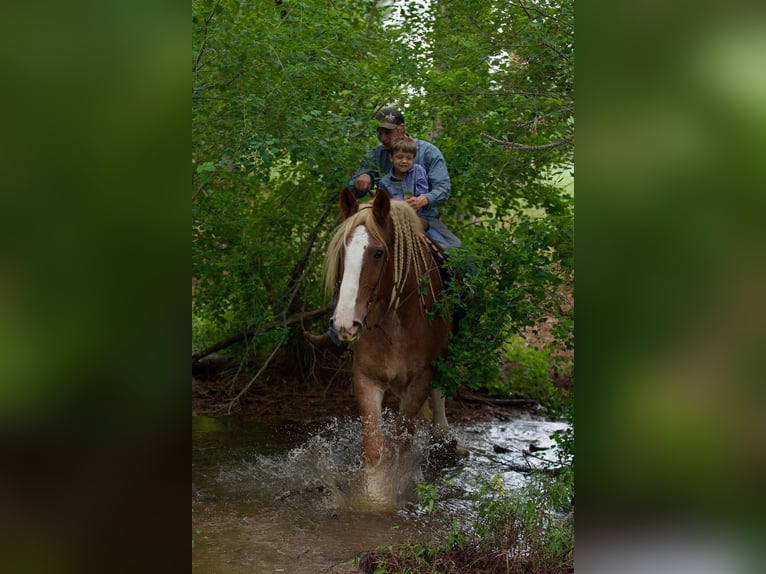 Belgian Draft Gelding 17 years Roan-Red in Huntsville TX