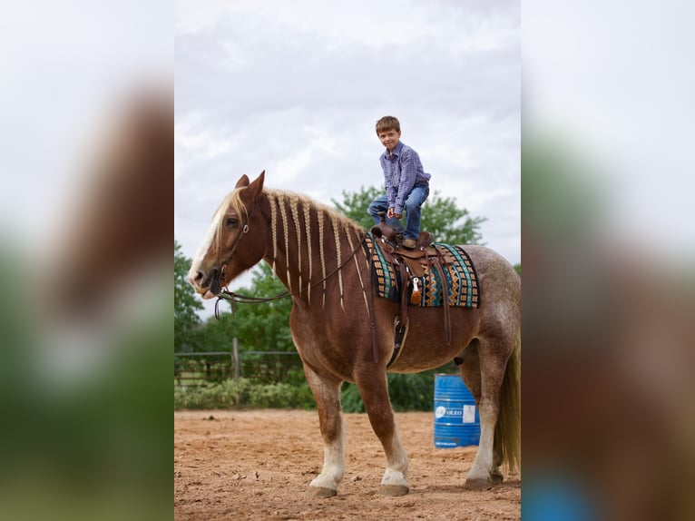 Belgian Draft Gelding 17 years Roan-Red in Huntsville TX