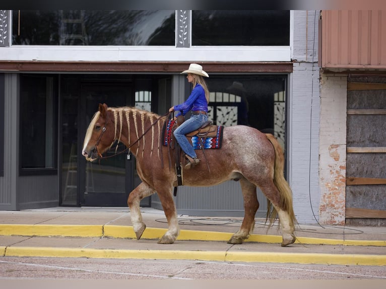 Belgian Draft Gelding 17 years Roan-Red in Huntsville TX