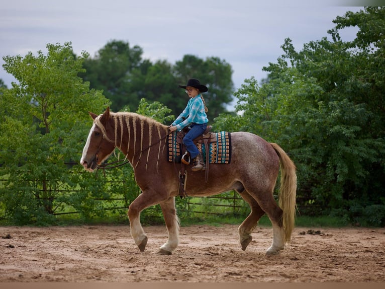 Belgian Draft Gelding 17 years Roan-Red in Huntsville TX