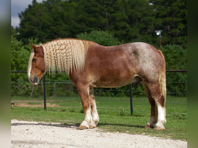 Belgian Draft Gelding 17 years Roan-Red in Huntsville TX