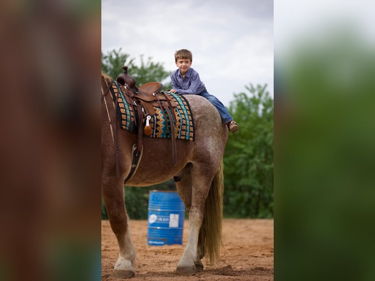 Belgian Draft Gelding 17 years Roan-Red in Huntsville TX